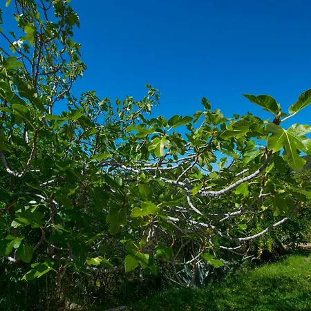 Апартаменты Rasic *